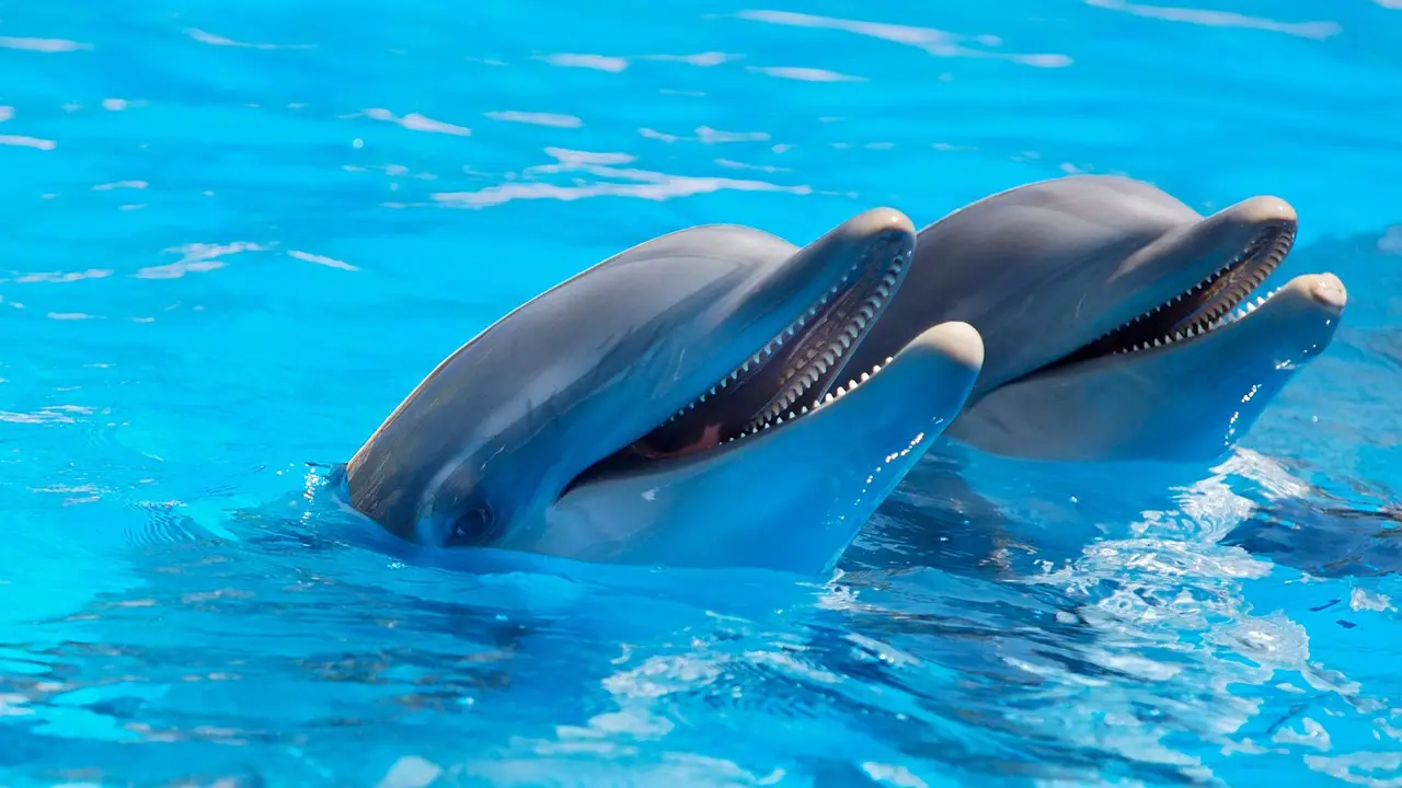 DolphinGemma: How Google AI is Helping Decode Dolphin Communication